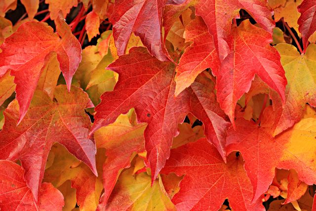 a bush with many red and yellow leaves - Download Free Stock Photos Pikwizard.com