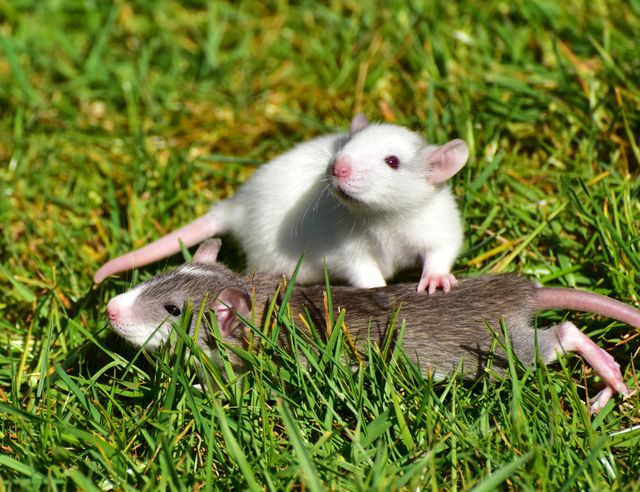 two white mice - Download Free Stock Photos Pikwizard.com