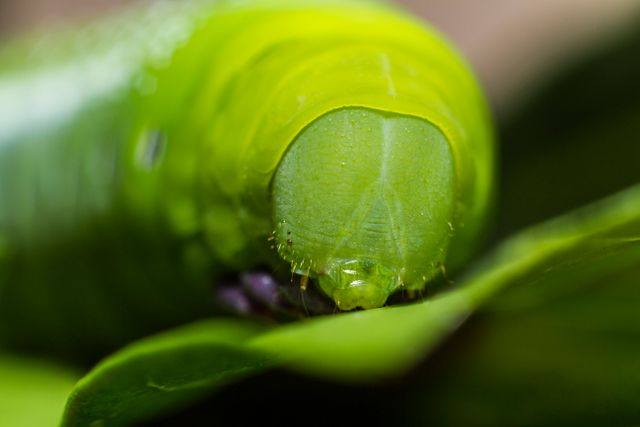 7d bug canon caterpillar - Download Free Stock Photos Pikwizard.com