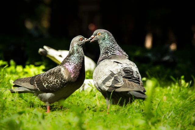 Kiss Pigeons - Download Free Stock Photos Pikwizard.com