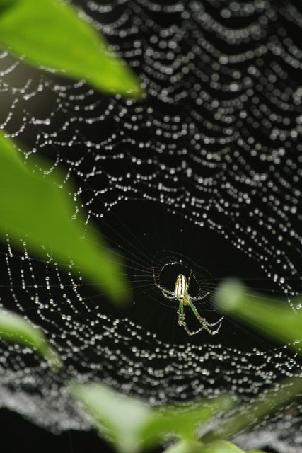 Spider web Web Trap - Download Free Stock Photos Pikwizard.com