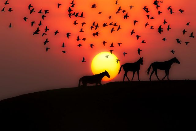 Flock of Birds in the Sunset - Download Free Stock Photos Pikwizard.com