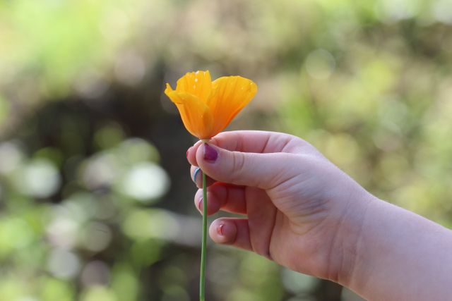 Right Human Hand Holding a Yellow Petaled Flower - Download Free Stock Photos Pikwizard.com