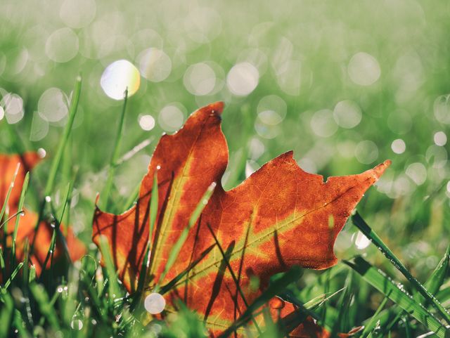 a red maple leaf in the grass - Download Free Stock Photos Pikwizard.com