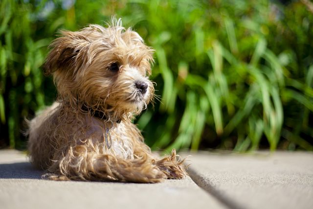 a small dog sitting on a sidewalk - Download Free Stock Photos Pikwizard.com