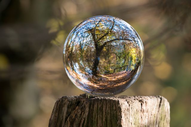 a tree reflected in a glass ball - Download Free Stock Photos Pikwizard.com