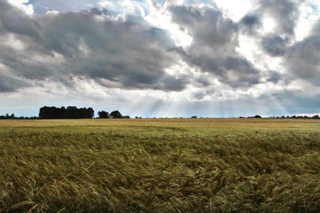 Field Wheat Landscape - Download Free Stock Photos Pikwizard.com