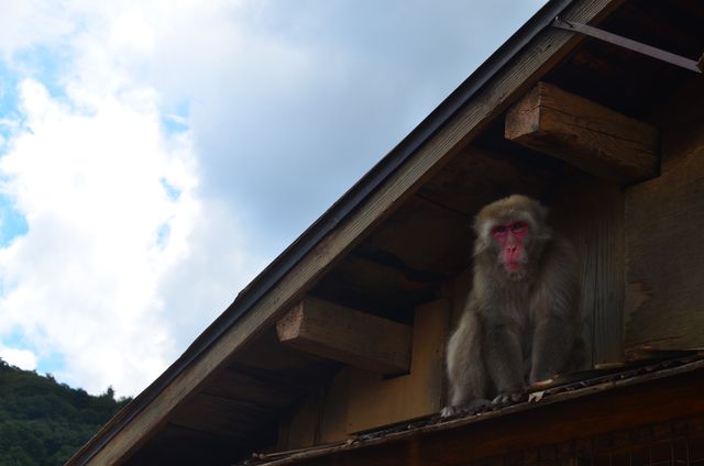 Macaque Monkey Primate - Download Free Stock Photos Pikwizard.com