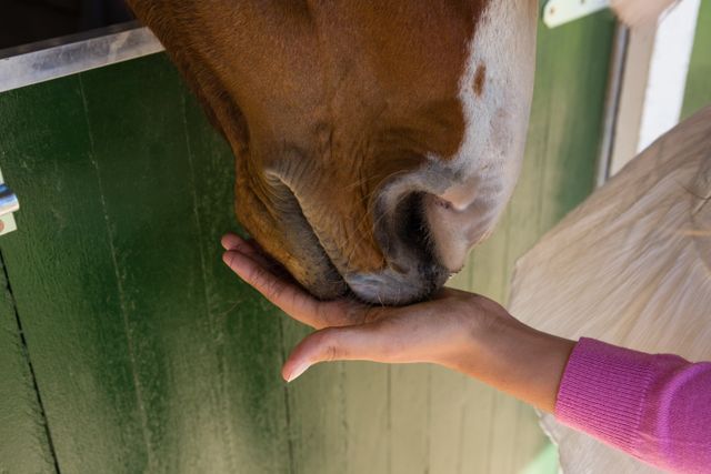 Cropped hand of woman feeding horse - Download Free Stock Photos Pikwizard.com