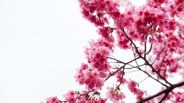 a pink cherry blossom tree - Download Free Stock Photos Pikwizard.com