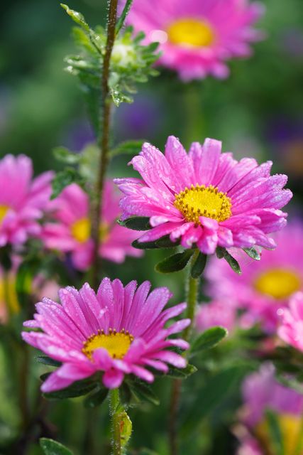 pink flowers with yellow centers - Download Free Stock Photos Pikwizard.com