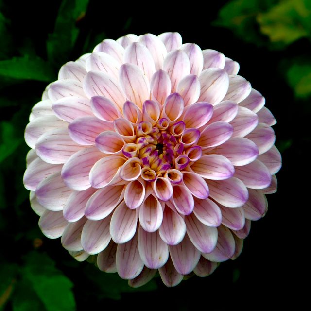 Pink Flower Petal - Download Free Stock Photos Pikwizard.com
