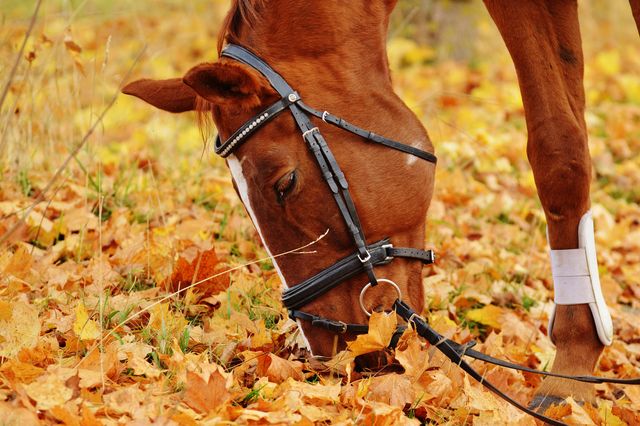 a horse eating leaves - Download Free Stock Photos Pikwizard.com