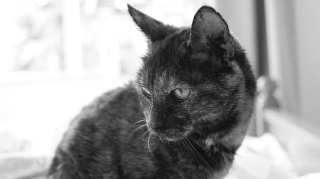 Grayscale Photography of Cat - Download Free Stock Photos Pikwizard.com