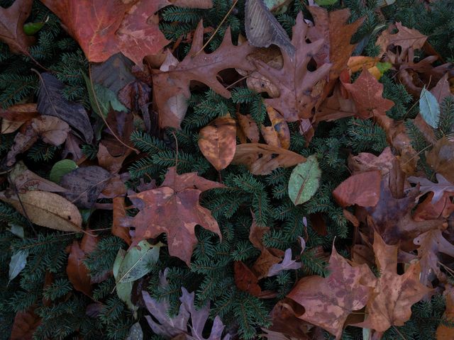 Autumn autumn leaf autumn leaves bush - Download Free Stock Photos Pikwizard.com