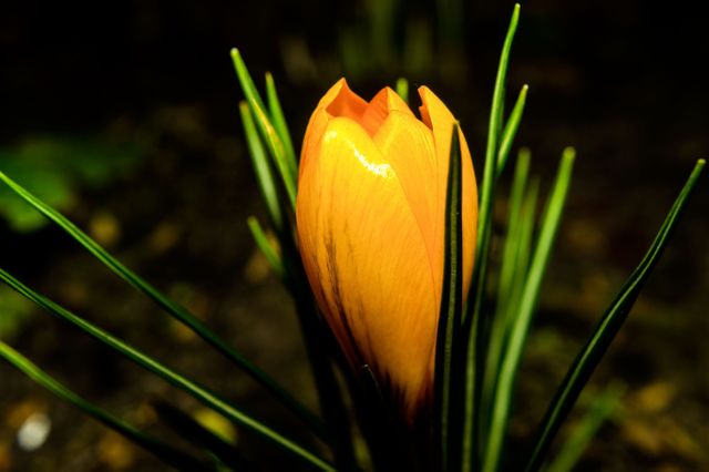 Closeup Photo of Brown Petaled Flower - Download Free Stock Photos Pikwizard.com