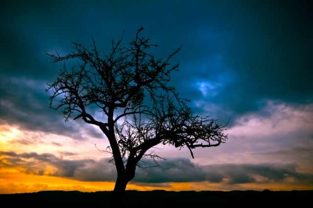 Silhouette of Bare Tree Under Dimmed Sky during Sunset - Download Free Stock Photos Pikwizard.com