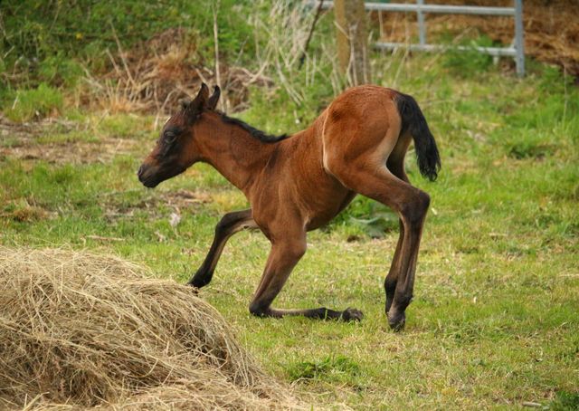 a horse that is running around - Download Free Stock Photos Pikwizard.com