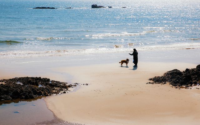Beach blue dog marine - Download Free Stock Photos Pikwizard.com
