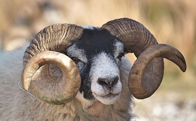 Sheep Ram Bovid - Download Free Stock Photos Pikwizard.com