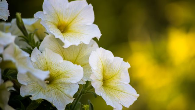 White Yellow Flowers - Download Free Stock Photos Pikwizard.com