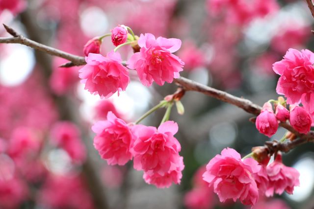Close up view of pink flowers on a tree branch. Spring season concept