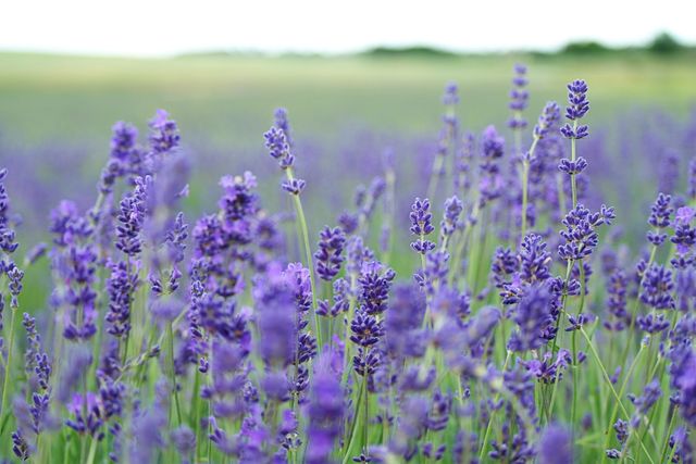 Lavender violet meadow field - Download Free Stock Photos Pikwizard.com