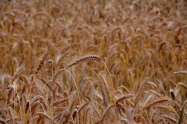 Wheat grains crops  - Download Free Stock Photos Pikwizard.com