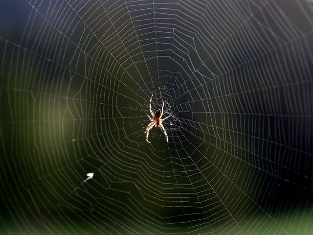 Trap Spider web Web - Download Free Stock Photos Pikwizard.com