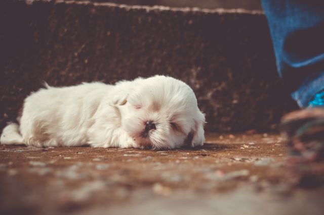 White Little Dog Sleeping - Download Free Stock Photos Pikwizard.com