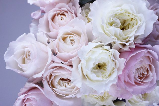 a bunch of white and pink roses - Download Free Stock Photos Pikwizard.com