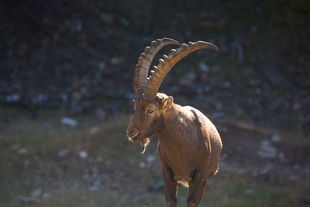 Goat Wild goat Ibex - Download Free Stock Photos Pikwizard.com
