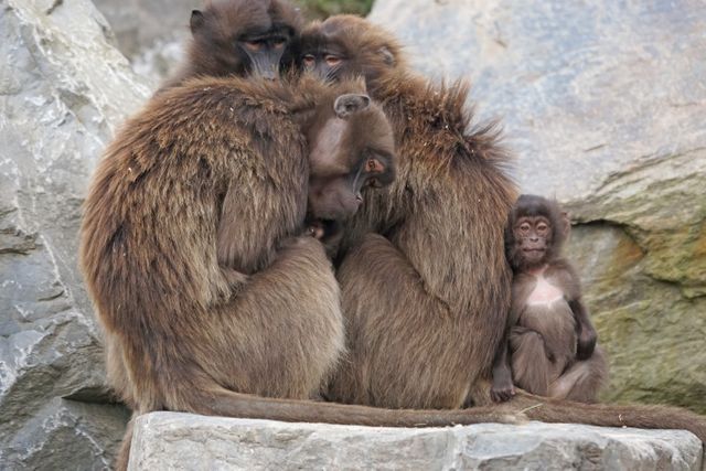 Ape baby dschelada mammal monkey - Download Free Stock Photos Pikwizard.com