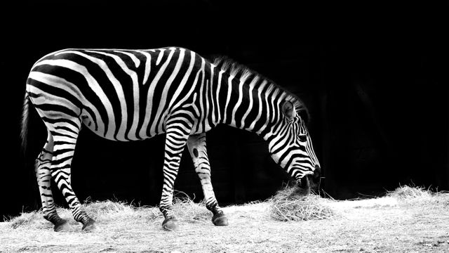 Africa animal black and white eat - Download Free Stock Photos Pikwizard.com