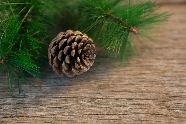 Pine cone and christmas tree on wooden plank - Download Free Stock Photos Pikwizard.com