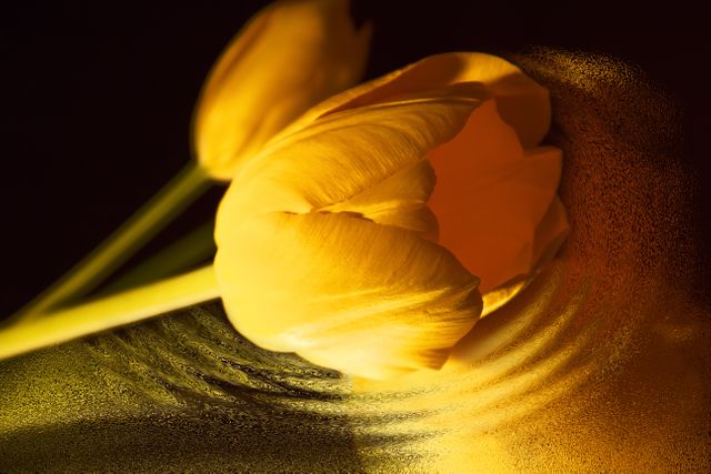 Tulip Yellow Flowers - Download Free Stock Photos Pikwizard.com