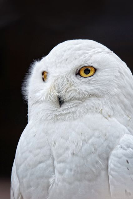 White Owl - Download Free Stock Photos Pikwizard.com