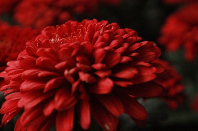 Red Flower Petal - Download Free Stock Photos Pikwizard.com