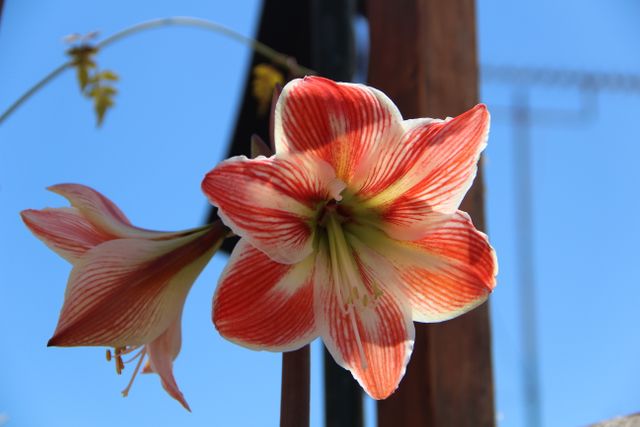 Ornamental Lily Flower - Download Free Stock Photos Pikwizard.com