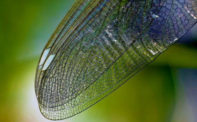 Nature texture insect wing - Download Free Stock Photos Pikwizard.com