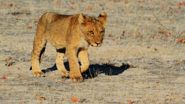 Africa etosha lion lion cub - Download Free Stock Photos Pikwizard.com
