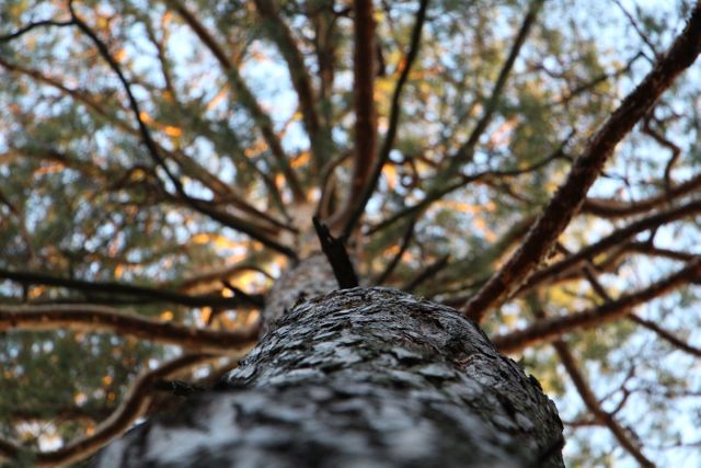 Low Angle Photography of Trees during Daytime - Download Free Stock Photos Pikwizard.com