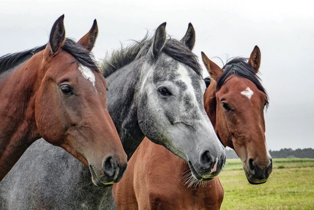 three horses - Download Free Stock Photos Pikwizard.com