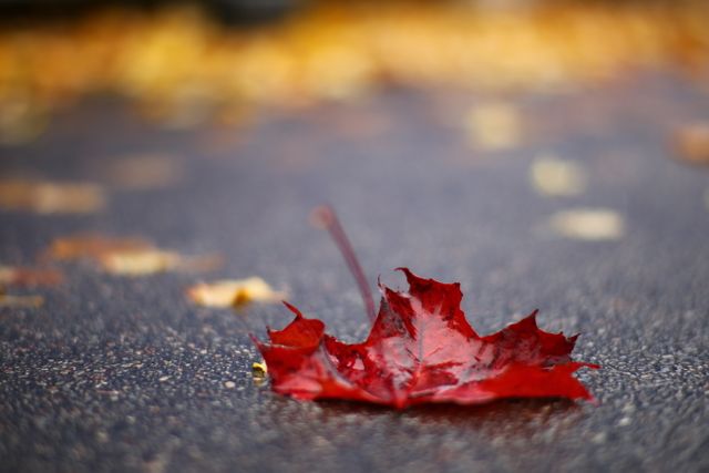 Premium Photo  Red maple leaves. autumn leaves on the ground. red maple  leaves background and wallpaper.