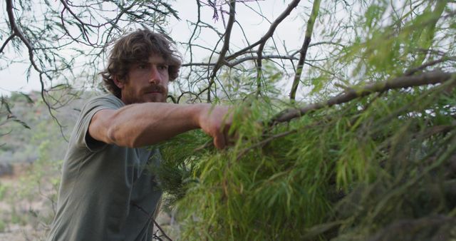 Bearded caucasian male survivalist moving tree branches to make shelter at camp in wilderness. exploration, travel and adventure, survivalist in nature.