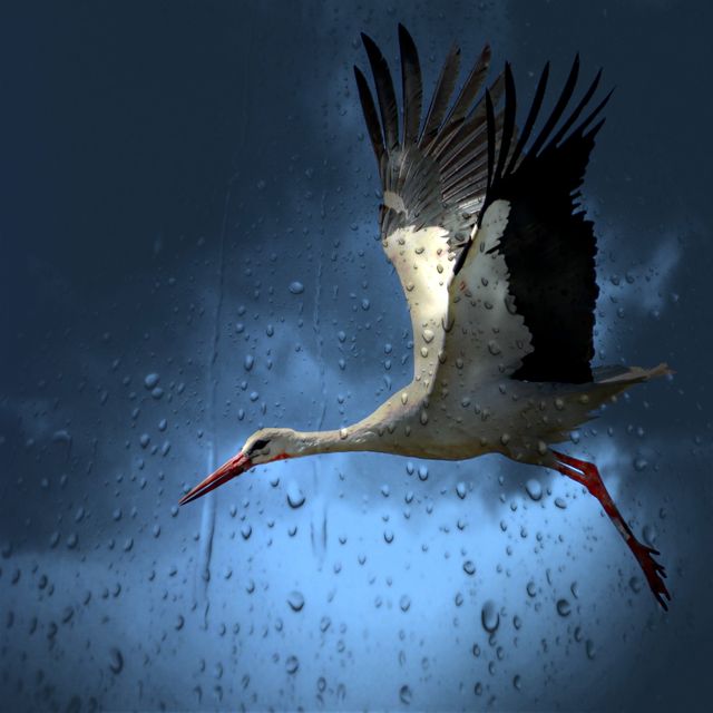 White and Black Bird Flying Under Dark Rainy Sky - Download Free Stock Photos Pikwizard.com