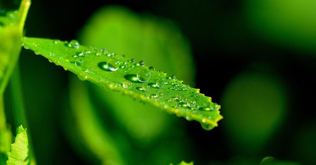 Droplets on Green Leaf in Close Up Photograph - Download Free Stock Photos Pikwizard.com