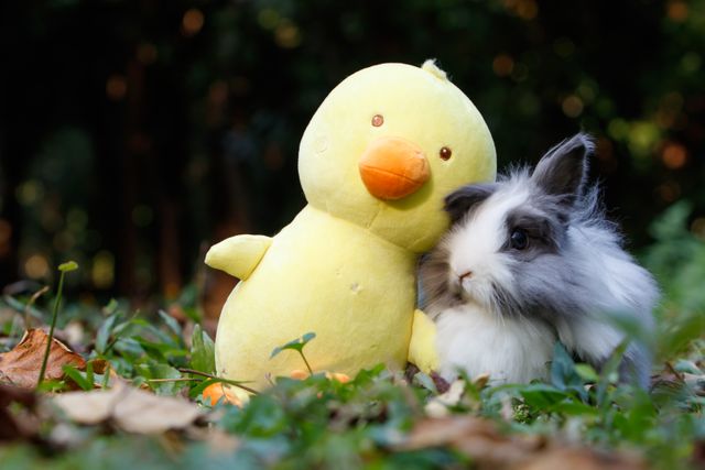 a small rabbit and a yellow duck - Download Free Stock Photos Pikwizard.com
