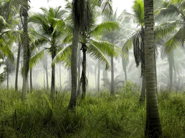 Palm trees jungle tropical- Download Free Stock Photos Pikwizard.com