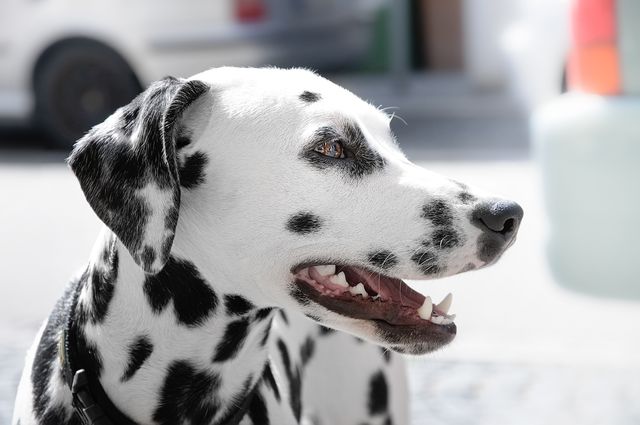 Dalmatian Dog during Day Time - Download Free Stock Photos Pikwizard.com